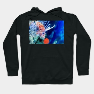 Red lionfish or zebrafish underwater Hoodie